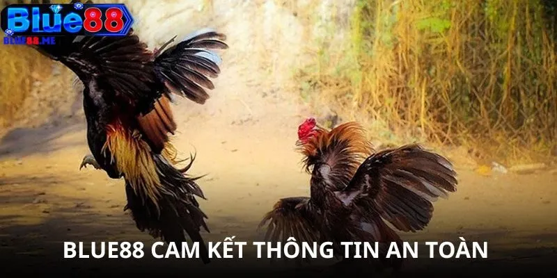 BLUE88 cam kết thông tin của bạn được an toàn