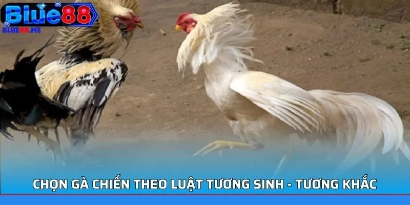 Chọn gà chiến theo luật tương sinh - tương khắc