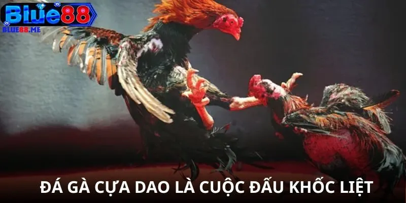Đá gà cựa dao là cuộc đấu khốc liệt 