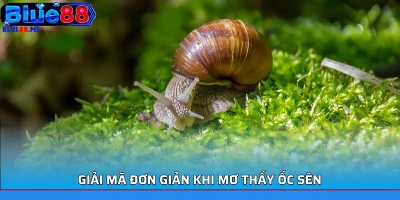 Giải mã đơn giản khi mơ thấy ốc sên
