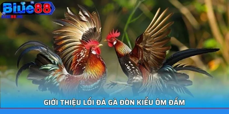 Giới thiệu lối đá gà đòn kiểu ôm đấm