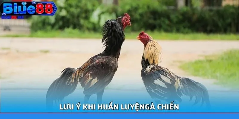 Lưu ý khi huấn luyện gà chiến