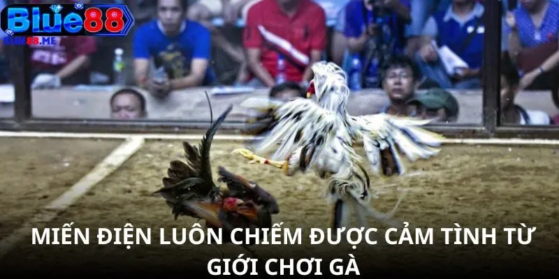 Miến Điện luôn chiếm được cảm tình từ giới chơi gà