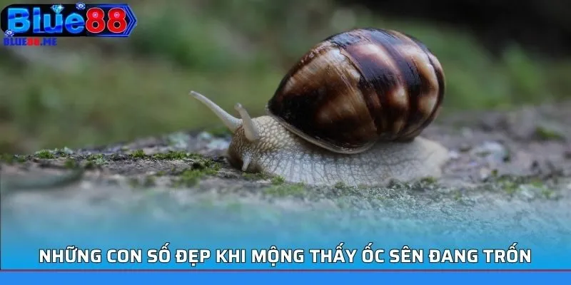 Những con số đẹp khi mộng thấy ốc sên đang trốn