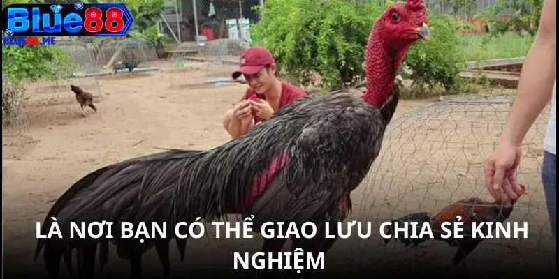 Tham gia có thể giao lưu chia sẻ kinh nghiệm nuôi chiến kê