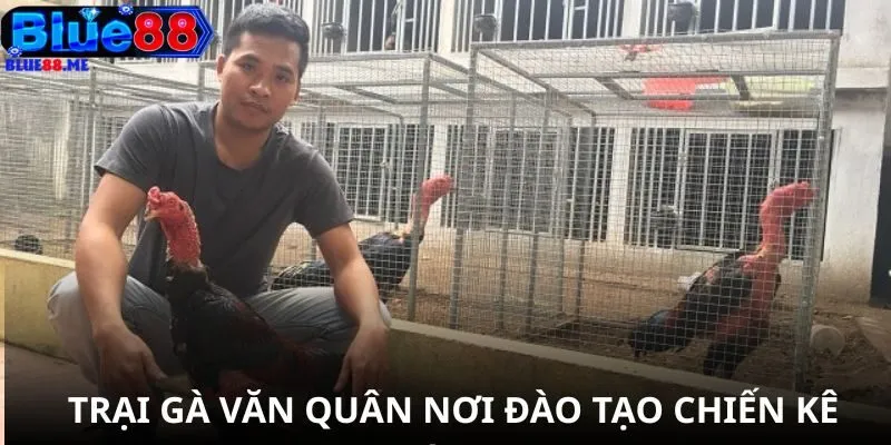 Trại gà Văn Quân nơi đào tạo chiến kê thực thụ