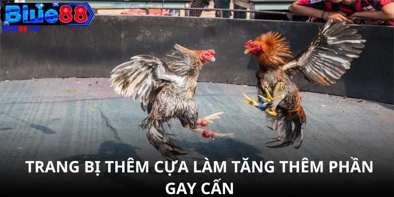 Trang bị thêm cựa làm tăng thêm phần gay cấn